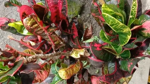 View of the croton flower Video stock 238459381