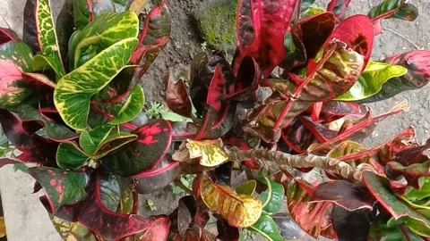 View of the croton flower Stock Footage 238459383