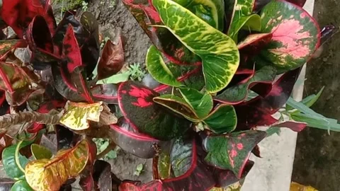 View of the croton flower Stock Footage 238459426