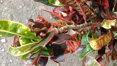 View of the croton flower Stock Footage 238459451