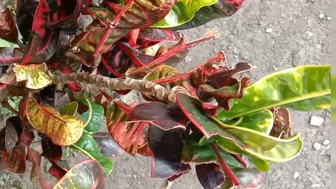 View of the croton flower Stock Footage 238459452