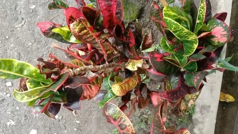 View of the croton flower Stock Footage 238459453