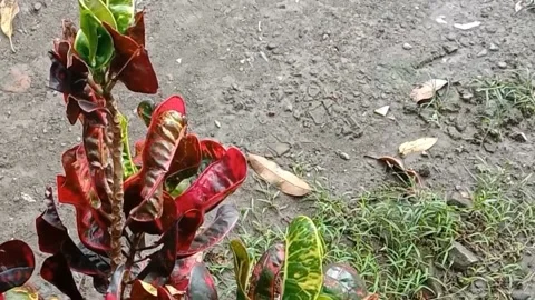 View of the croton flower Stock Footage 238459508