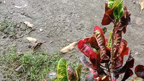 View of the croton flower Stock Footage 238459555