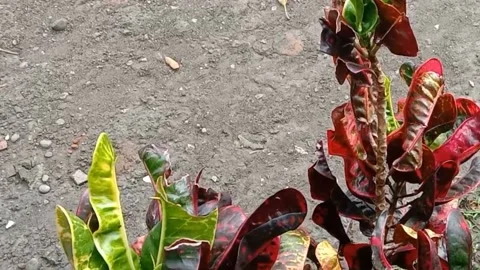 View of the croton flower Stock Footage 238459556