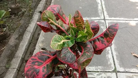 View of the croton flower Stock Footage 238796537