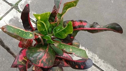 View of the croton flower Stock Footage 238796542