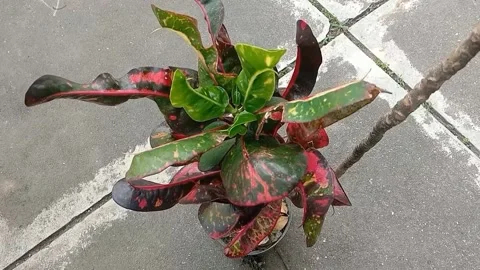 View of the croton flower Stock Footage 238796549