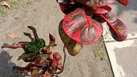 View of the croton flower Stock Footage 238796558