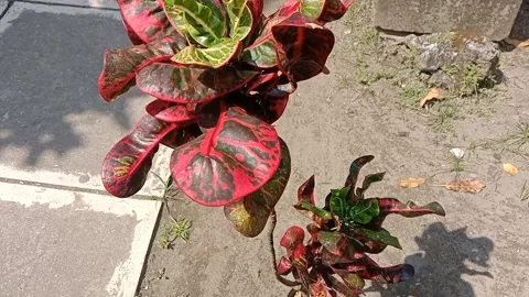 View of the croton flower Stock Footage 238796578