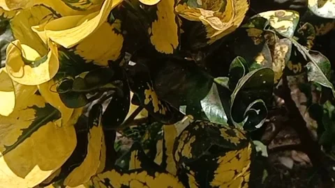 View of croton flowers Stock Footage 237065626