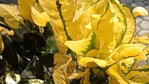 View of croton flowers Stock Footage 237065652