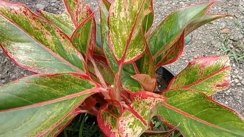 View of croton flowers Stock Footage 237455457