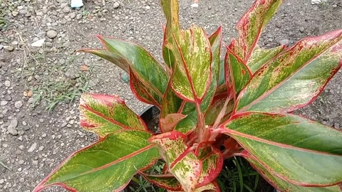 View of croton flowers Stock Footage 237455458