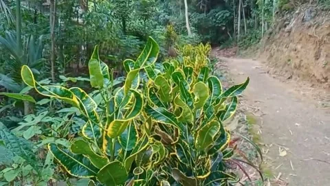 View of croton leaf plant growing on the road land. Stock Footage 332158841