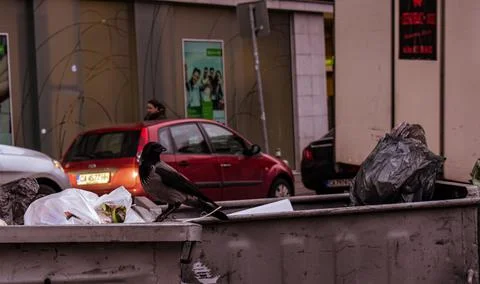 View of a crow on the trash can and parked cars in the background Foto stock