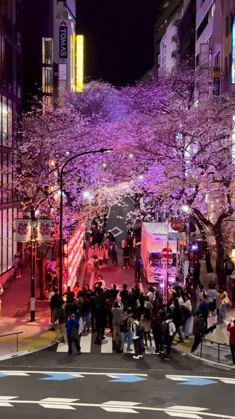 View of a crowd attempting to take pictures on Shibuya's famous cherry blossoms Stock Footage 278123467
