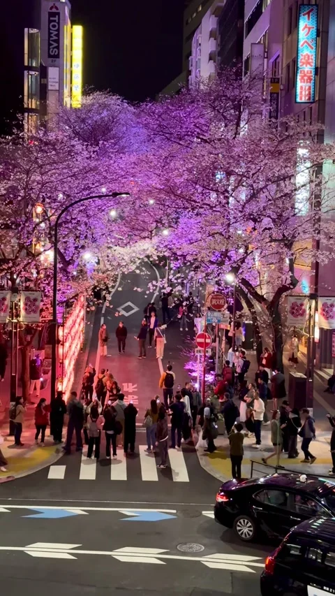 View of a crowd attempting to take pictures on Shibuya's famous cherry blossoms Stock Footage 278123490