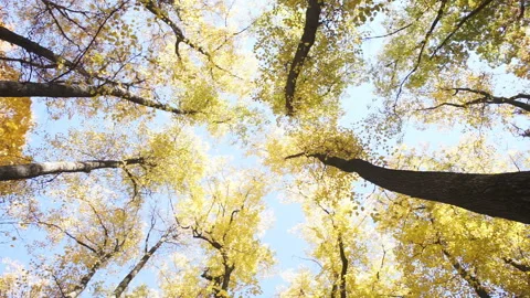 View of the crown of autumn trees from a low point Stock Footage 96377857