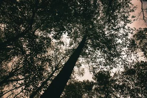View into the crown of a deciduous tree in the forest. Upwards along the trun Stock Photos