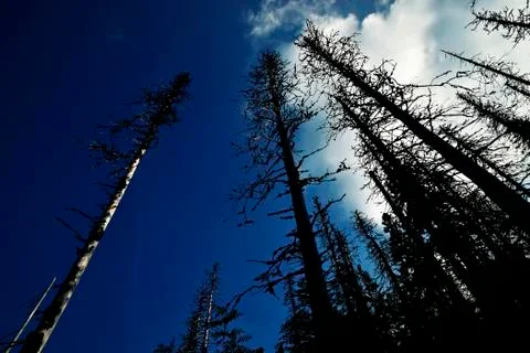 View up to the Crown of Dry Trees Stock Photos