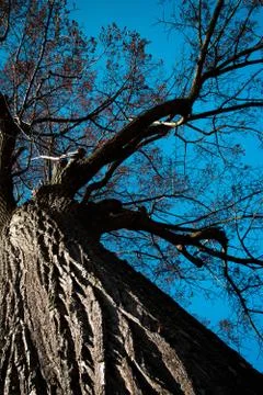 View up into the crown of an old tree Stock Photos