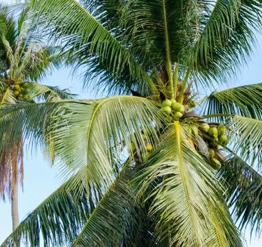 View of the crown of a palm tree from below Stock Photos