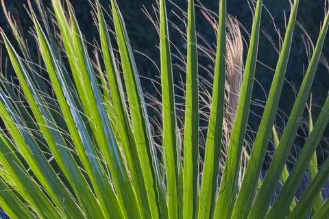 A view into the crown of a palm tree that has beautiful green leaves Stock Photos