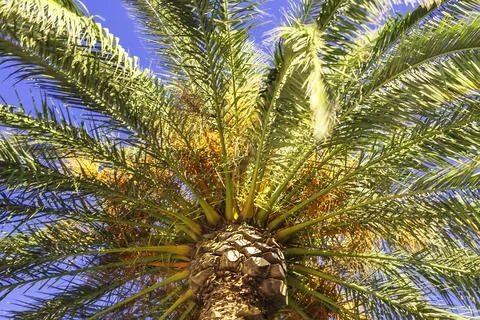 A view into the crown of a palm tree that has beautiful green leaves 스톡 사진