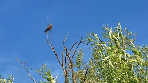 View of the crown of a tree a bird of prey hunting Stock Footage 287888939