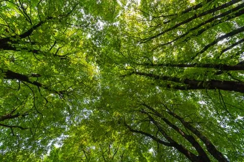 View of the crown of trees from below Stock Photos