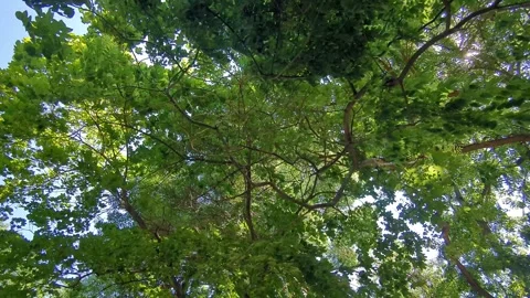 View of the crown of trees with green leaves on a clear sunny day Stock Footage 244665301