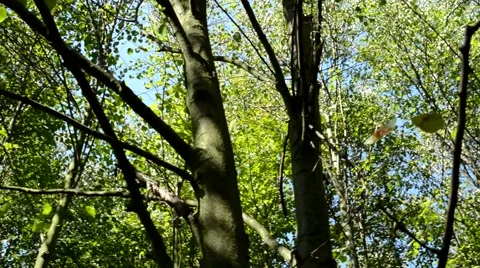 View of the crowns of deciduous trees in the forest - sun shines Stock-Footage 58498824