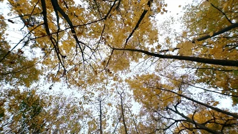 View of the crowns of trees and leaves slowly falling from them, against the sky Stock Footage 218586331