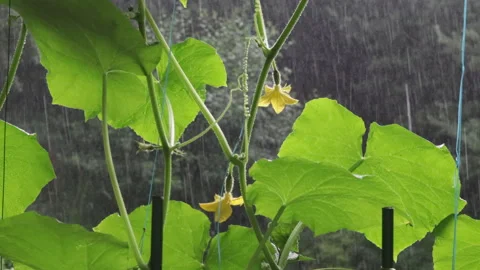 View of cucumber leaves in the rain Stock Footage 278752984