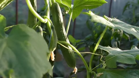 View of cucumber vegetables Stock Footage 236441974