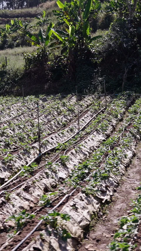 View of a cultivated vegetable garden and irrigation pipes in Thailand Video stock 265472995