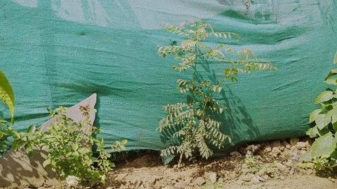 View of curry leaves plant under sunlight growing outside in a garden setting Stock Footage 335879567