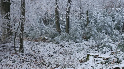 View on a curvy forest road in winter Video stock 88264525