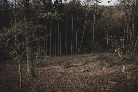 View of the cut down part of the forest. in the background are mature trees Stock Photos