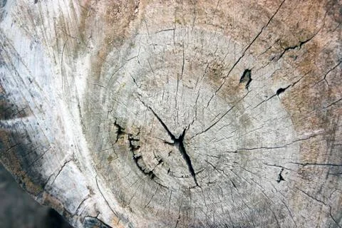 View of cut down tree from above showing rings. Stock Photos