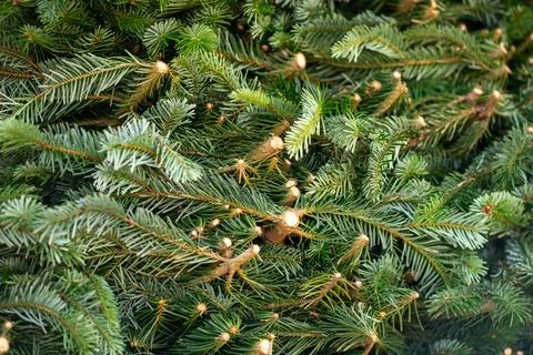 View of cut spruce branches stacked. A large pile of cut green spruce branche Foto stock