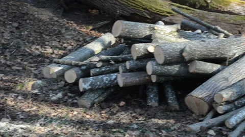 View of cut stump to cut logs stacked in a pile in forest Stock Footage 23153988