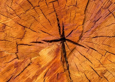 View of a cut trunk of a tree Stock Photos