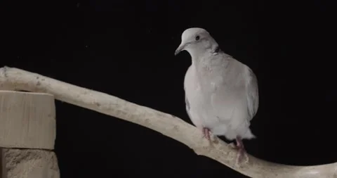 View of a cute gray african collared dove sitting on a tree branch, birds, 4k Stock Footage 158290496