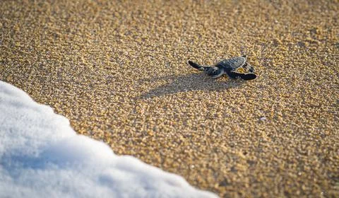 View of a cute small sea turtle crawling on the sandy beach with waves approachi 스톡 사진