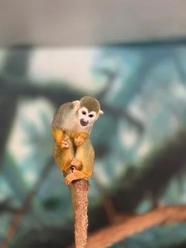 View of a cute squirrel monkey sitting on a branch in a zoo Stock Photos