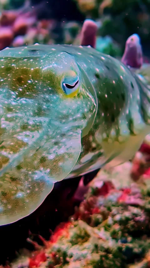 View of a cuttlefish swimming underwater in Bali, Indonesia. Stock Footage 339898372