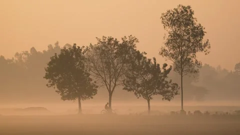 View of a cyclist riding through misty trees at sunrise, Bangladesh. Видео 335625352