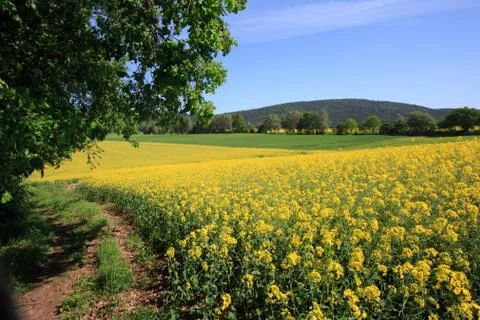 View to the czorneboh Stock Photos